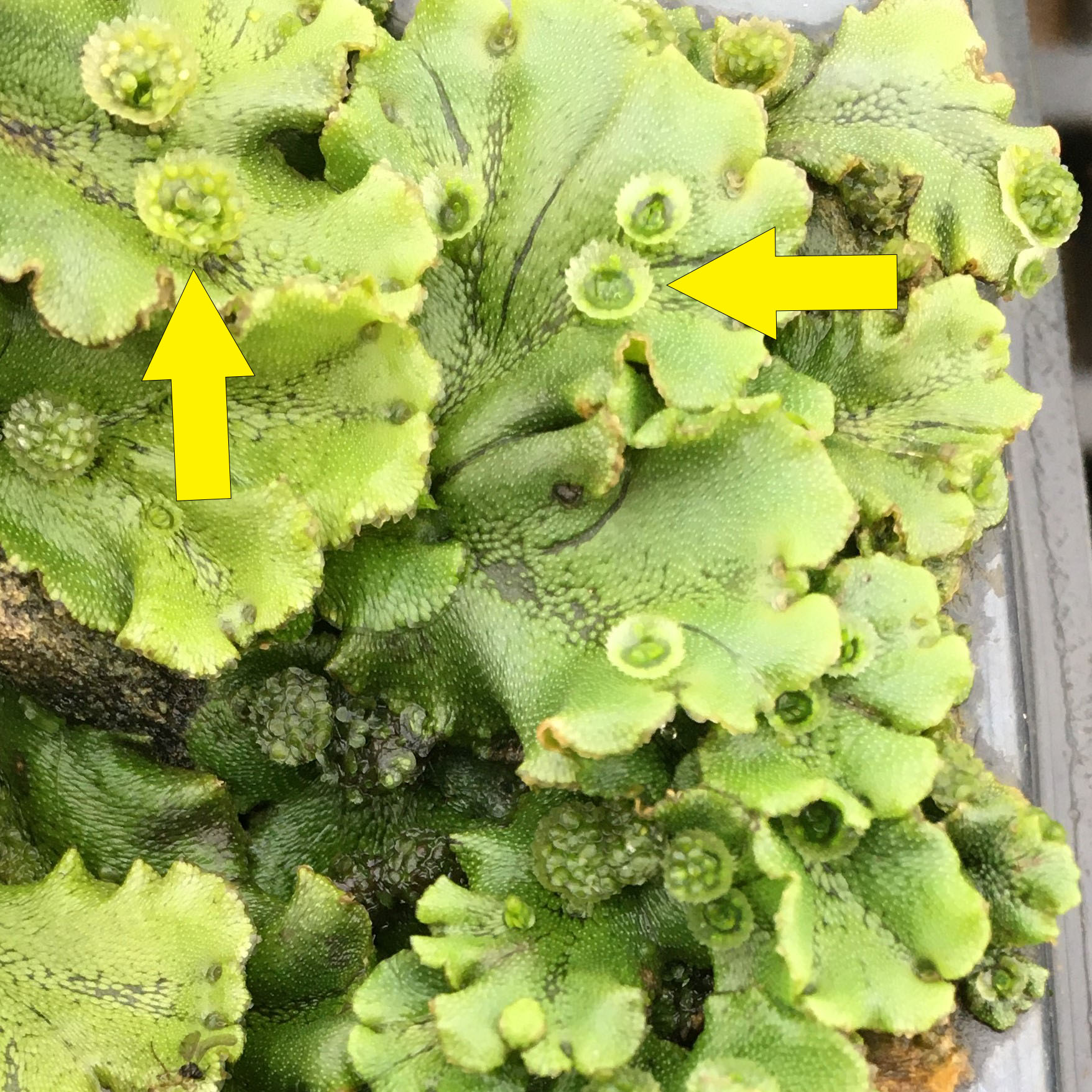 Arrows pointing to gemma cups found on liverwort